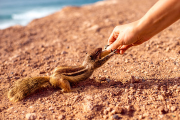Human hand feeding moorish squirrel with nut on Fuerteventura island in Spain