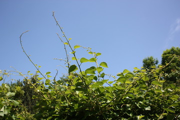 Kiwi plants under blue sky in spring