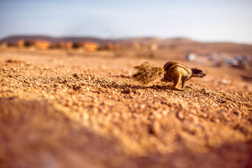 Moorish squirrel on Fuerteventura island in Spain