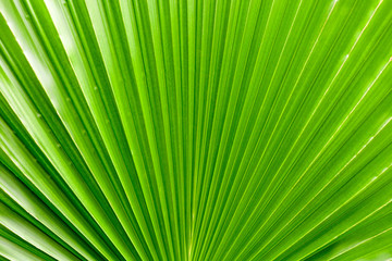 green palm leaves texture