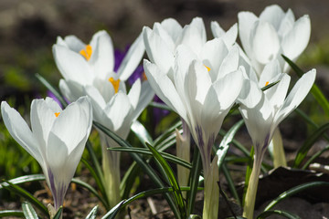 Fototapeta premium crocuses blooming in the botanical garden