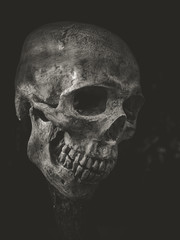 Still life skull