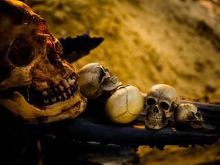 Still life skull