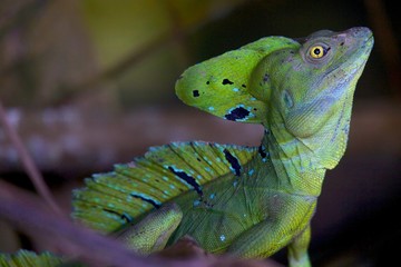Head of a green basilic (basiliscus plumifrons) male on a dead tree in costa rica