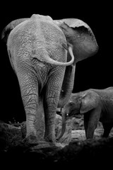 Fototapety  Dwa słonie z tyłu