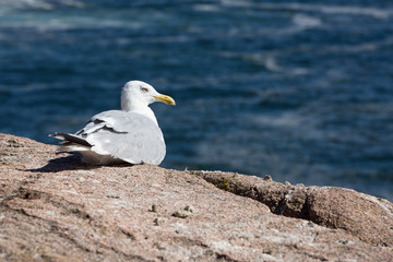 Seagull