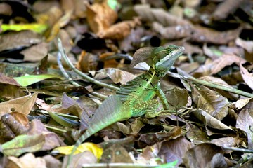 an emerald basilic (basiliscus plumifrons) in the jungle at corcovado national park costa rica central america