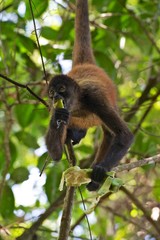a spider monkey eating a banana in a tree at corcovado national park costa rica central america