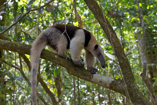 a tamandua (anteater) walking on a tree at corcova national park in costa rica