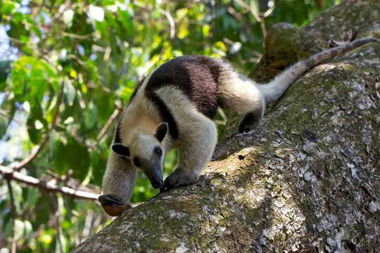 a tamandua walking on a tree at corcova national park in costa rica