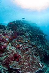 Fototapeta na wymiar Amazing sea reef with school fishes