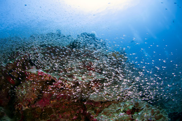 Amazing sea reef with school fishes