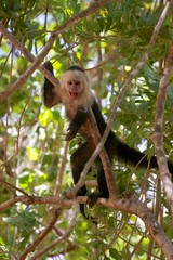 A young White-headed capucin monkey in costa rica