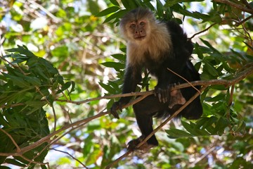 White-headed capucin monkey in costa rica
