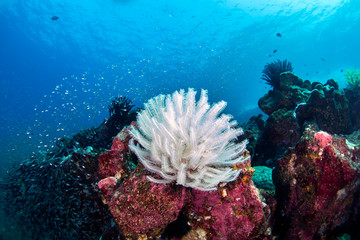Amazing sea reef with school of tropical fishes sea lily on the rock