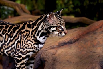 nice ocelot or tigrillo or leaopardus pardalis or manigordo