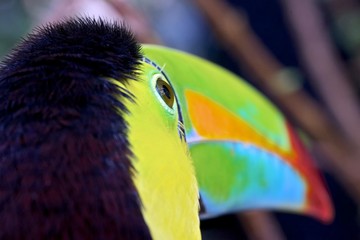 Close-up of the head of a Keel Billed toucan in costa rica