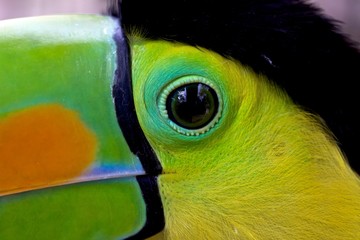 Close-up of a Keel Billed toucan in costa rica central america © photogallet