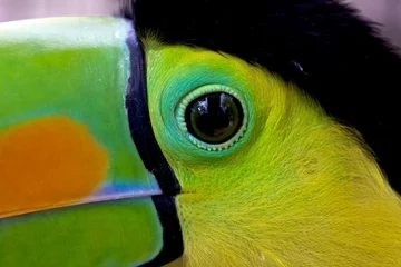 Foto op Plexiglas close-up, van, een, kiel, gefactureerd, toekan, in, costa rica, midden-amerika © photogallet