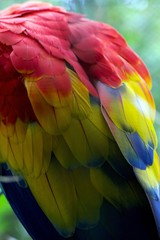 Obraz premium back of a scarlet macaw in south america