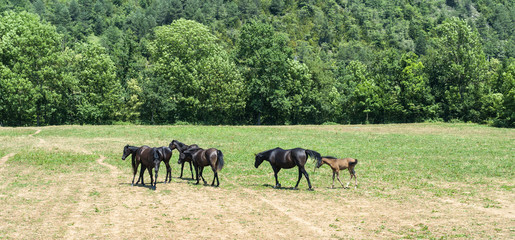 Arabian Horses in Catalunya