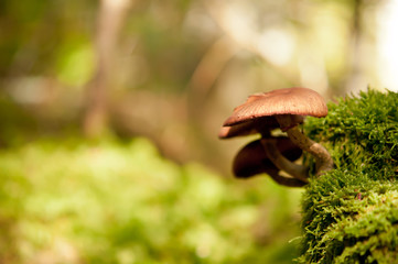 Macro shot of mushroom growing on the wall with shallow depth of field. Natural background with mushroom growing in nature