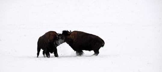 full power, 2 buffalo bulls fighting in the snow