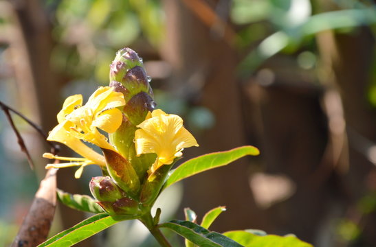 hop-headed barleria tropical herb in the garden