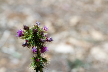 Wild Flower, Addis Ababa