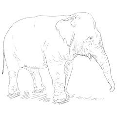 Vector Single Sketch Elephant