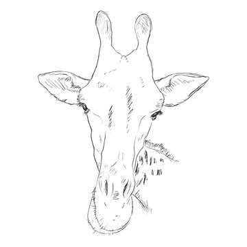 Vector Sketch Giraffe Muzzle