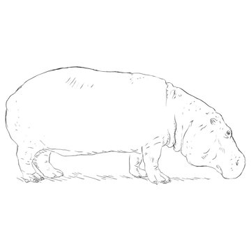 recommend clip art: Vector Single Sketch Hippo