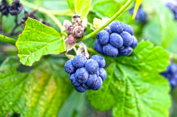 Closeup of blackberry
