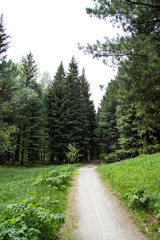 Fototapeta na wymiar fabulous footpath in green forest