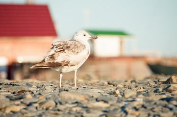 seagull standing on pebbles