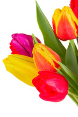 bouquet of  yellow, purple and red  tulips