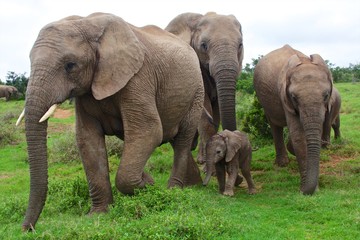 Fototapeta na wymiar elephants with a baby south africa at addo elephant park