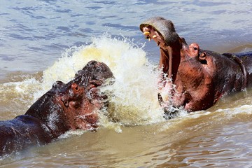 two hippos fighting in masai mara kenya