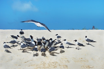 several laughing gulls on the beach