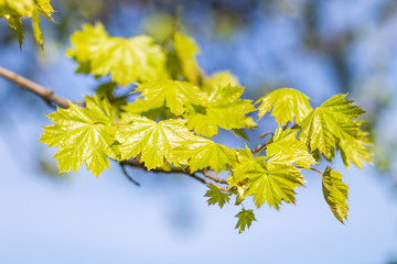 young green leaves of maple