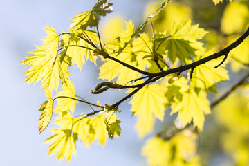 young green leaves of maple