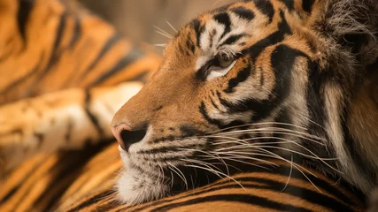 Papier Peint photo Tigre tigre du bengale reposant sur un autre