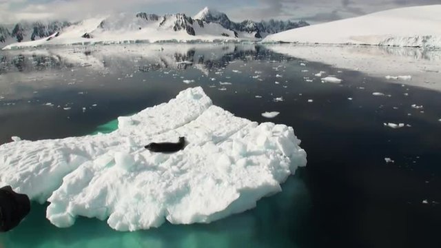 Crying Leopard Seal float sleeping on an Iceberg in Antarctica. Amazing beautiful views of Nature and landscape of snow, ice and white of Antarctic.