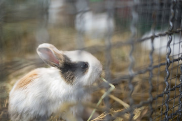 Obraz premium Baby Rabbit in a Cage