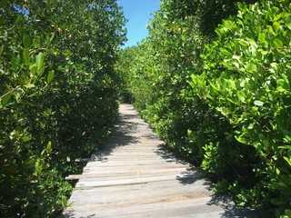 Mangrove Bridge