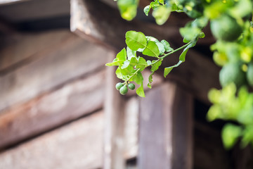 The fresh green young bergamot on the tree