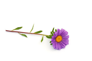 Aster auf weissem Hintergrund