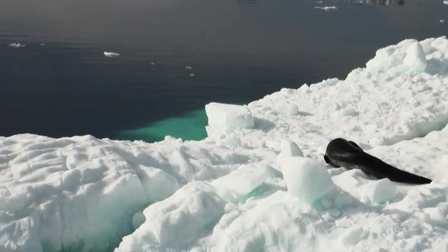 Crying Leopard Seal float sleeping on an Iceberg in Antarctica. Amazing beautiful views of Nature and landscape of snow, ice and white of Antarctic.