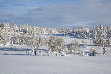 Winter landscape in the light of the sun