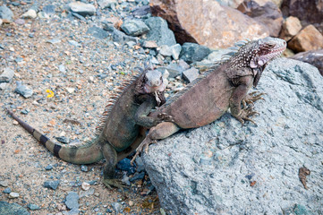 Pair of iguanas